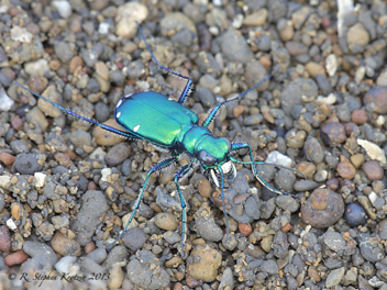 Cicindela sexguttata